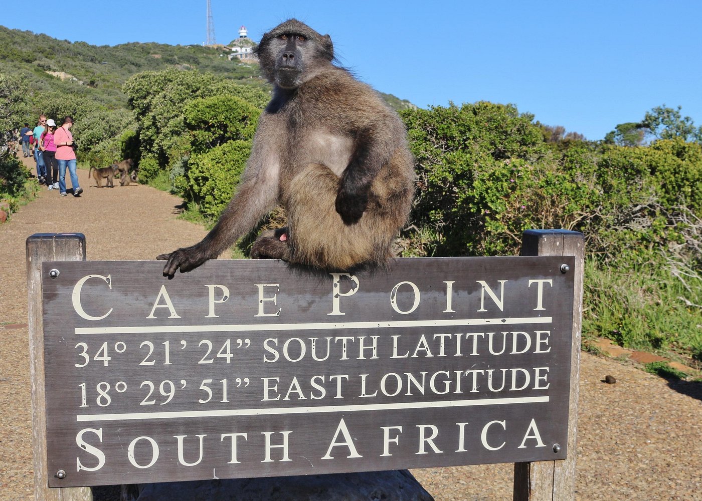 Cape Town’s Triple Thrill: Table Mountain, Penguin Parade and Cape Point Adventure