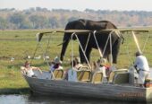 Ultimate Chobe Safari Day: River Cruise and Game Drive from Victoria Falls