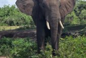 Ultimate Chobe Safari Day: River Cruise and Game Drive from Victoria Falls