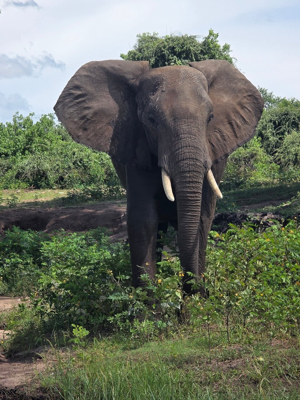 Ultimate Chobe Safari Day: River Cruise and Game Drive from Victoria Falls